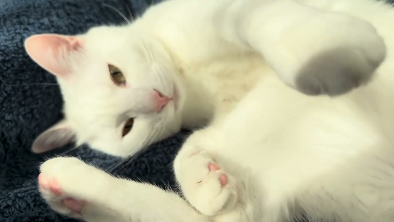 ただ白い猫が毛づくろいしているだけ