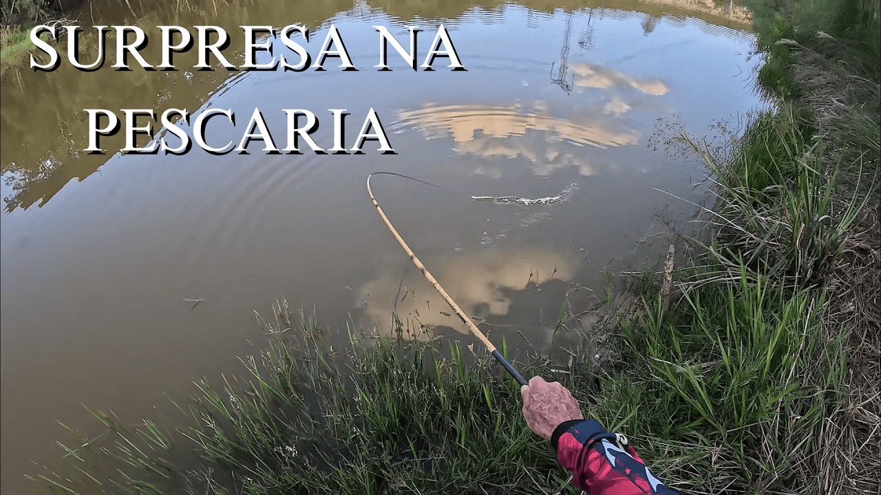 O açude está CHEIO de PEIXES !!