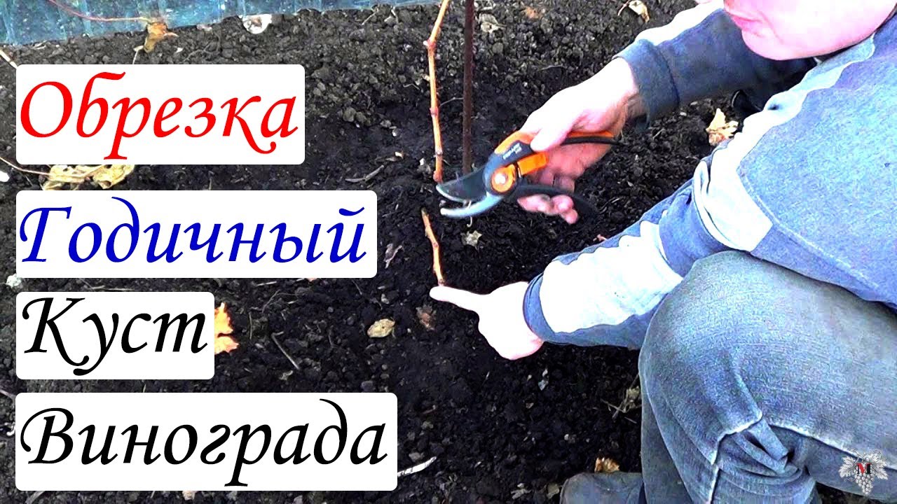 ОБРЕЗКА Винограда. ГОДИЧНЫЙ Куст