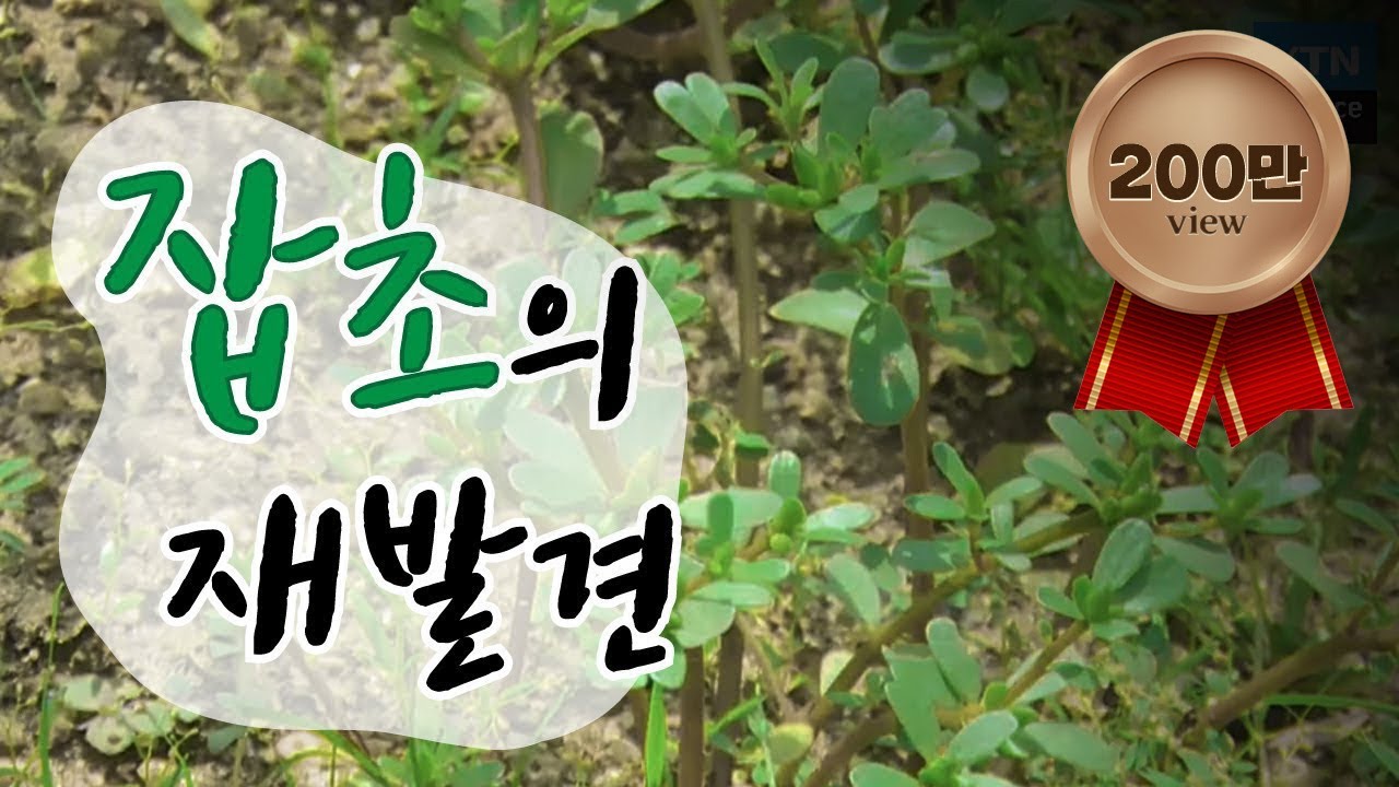 음식도 되고 농사도 돕는 잡초의 재발견 / YTN 사이언스