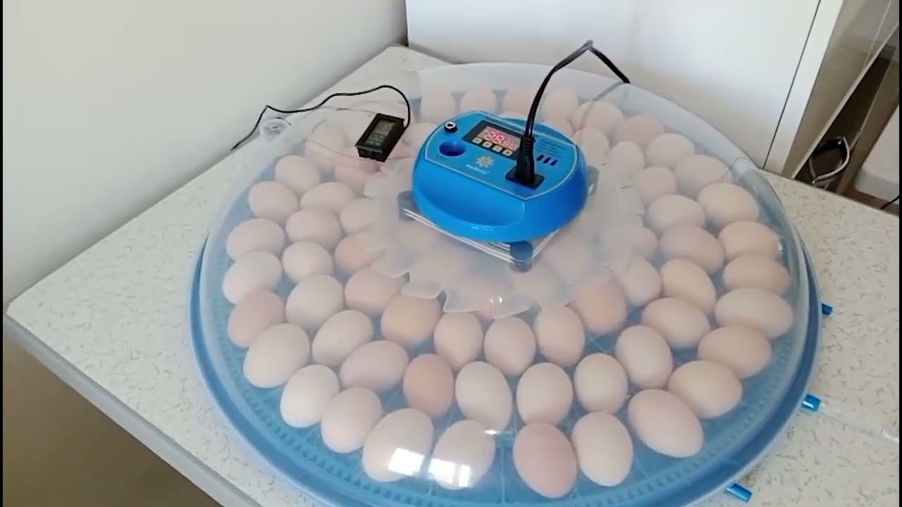 Epilons 80 UFO Kuluçka Makinesi Başarılı Civciv Çıkımları