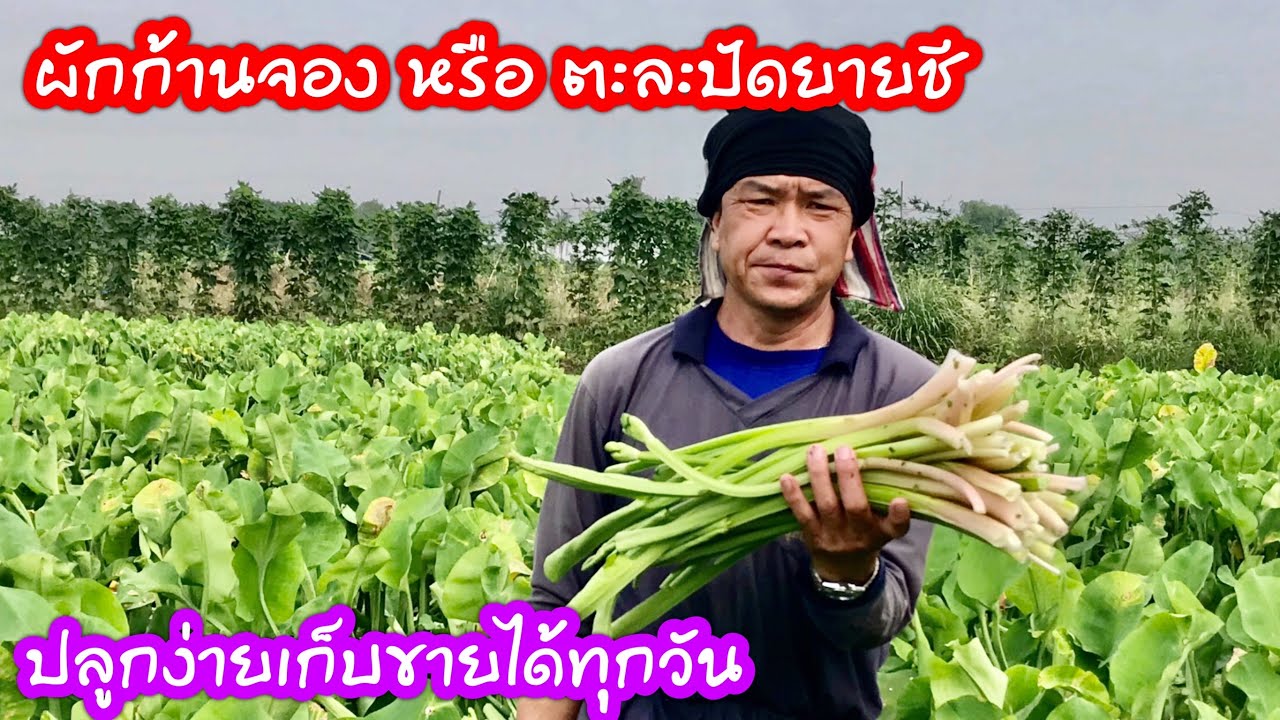 ผักก้านจองหรือตะละปัดยายชี ปลูกผักก้านจองขายสร้างรายได้ทุกวัน