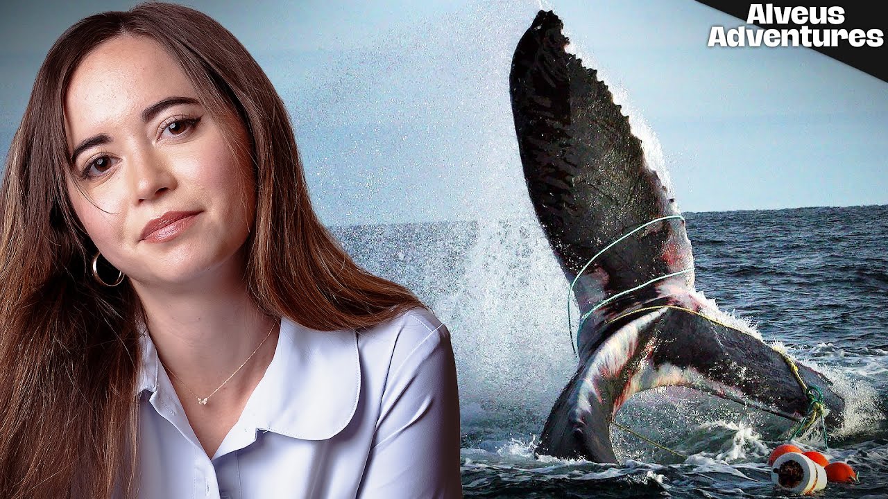 Could New Technology Save our Whales? | Alveus Adventures