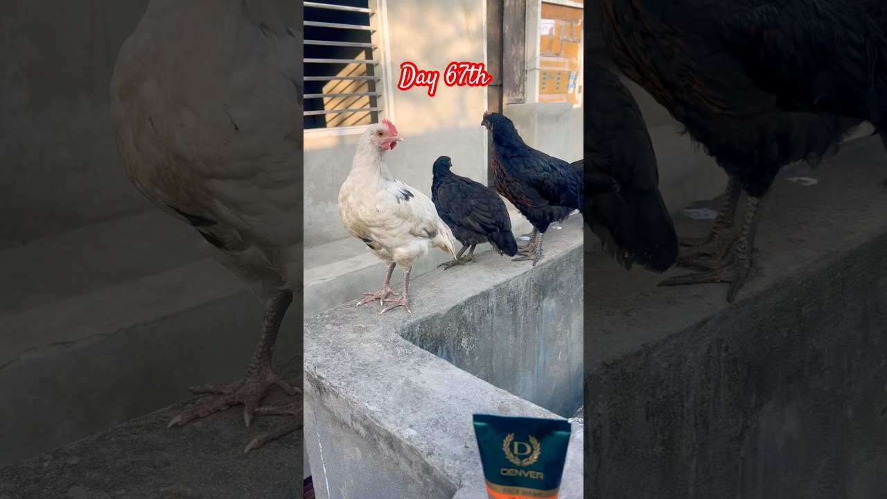 #rirchicks #blackaustralorp #kadaknath #birds #hatchingchicks