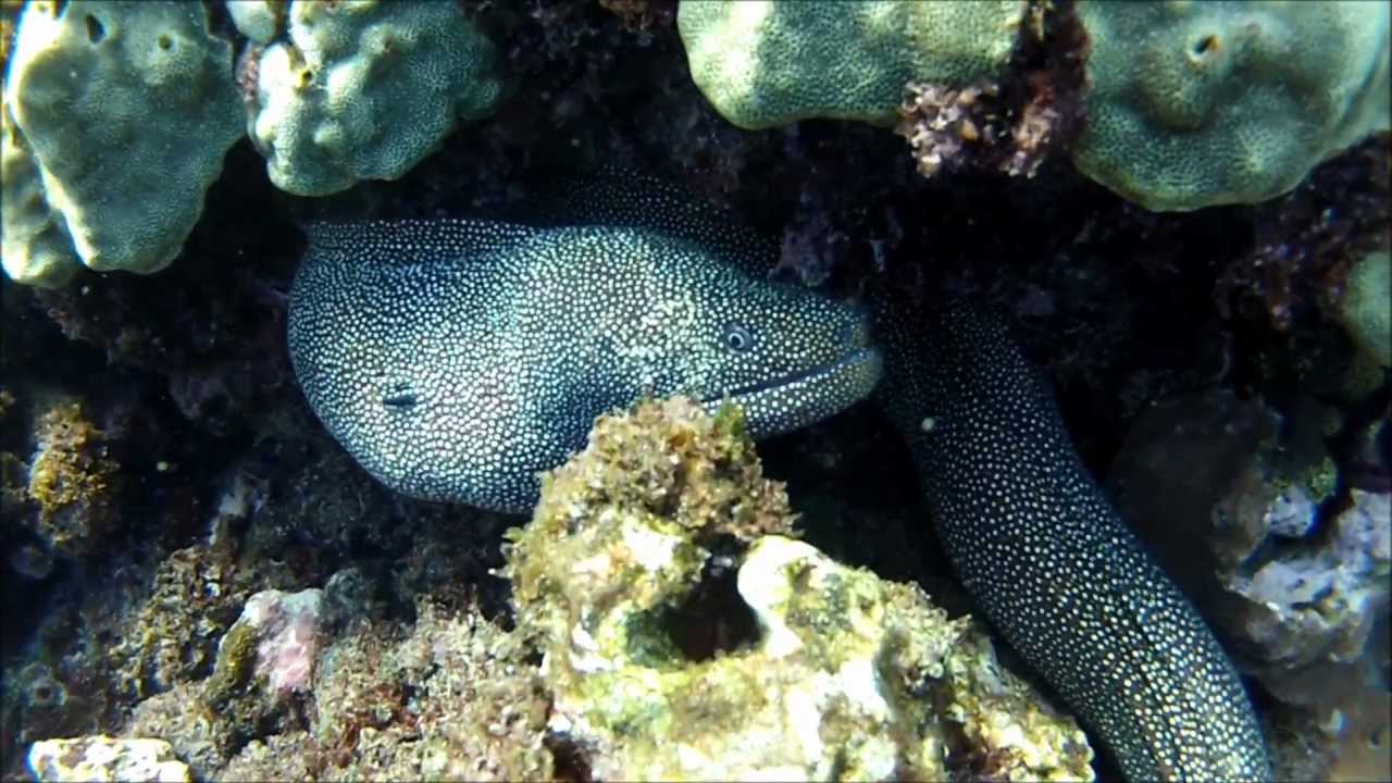 Snorkeling Honolua Bay, Maui