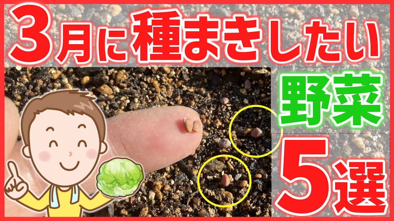 【家庭菜園】３月に種まきしたい野菜５選～本格的な家庭菜園シーズン到来！～