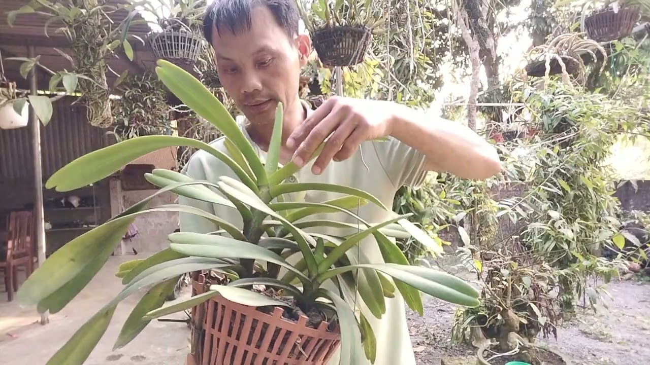 27/2 Lan Rừng Lai Châu Víp Đẹp Chất Lượng 0912003665
