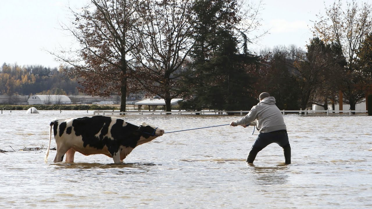 B.C. farmers save Abbotsford cows from flood waters using unconventional means