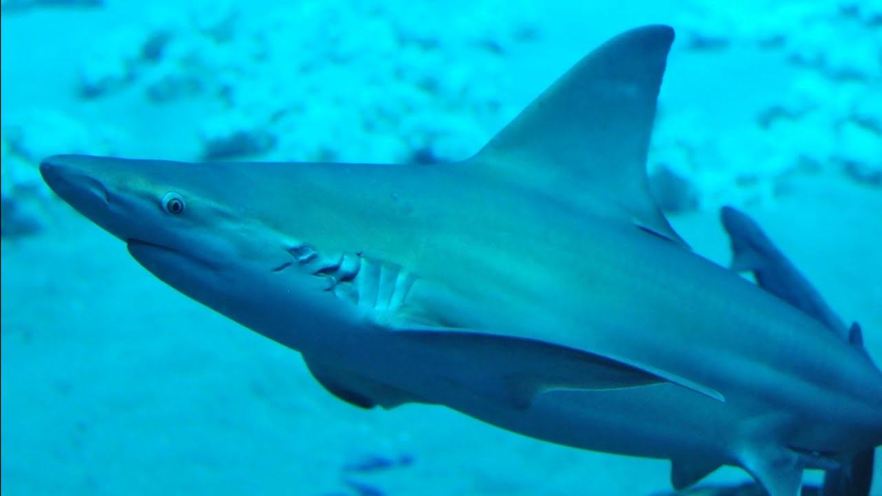Facts: The Sandbar Shark