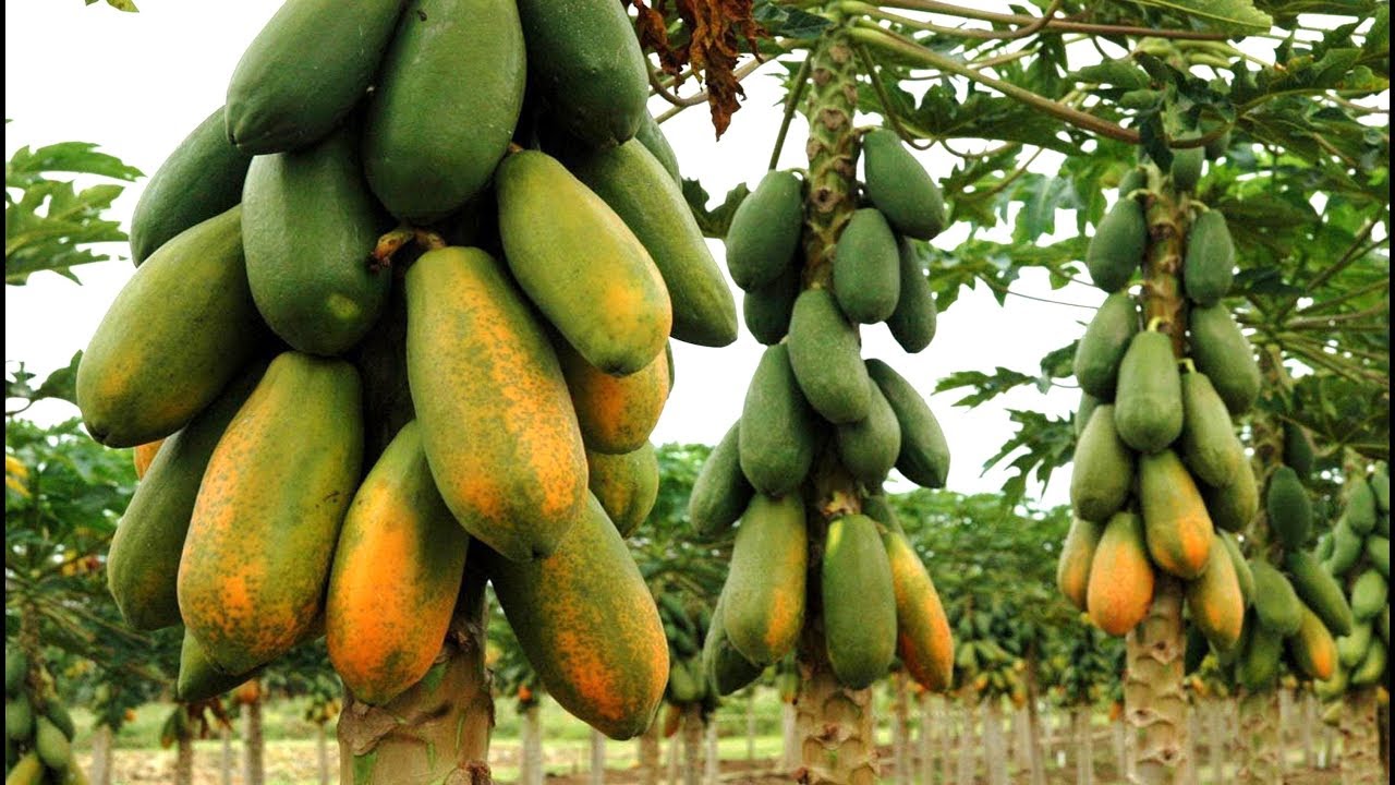 FORMA MAIS SIMPLES DE PLANTAR MAMÃO