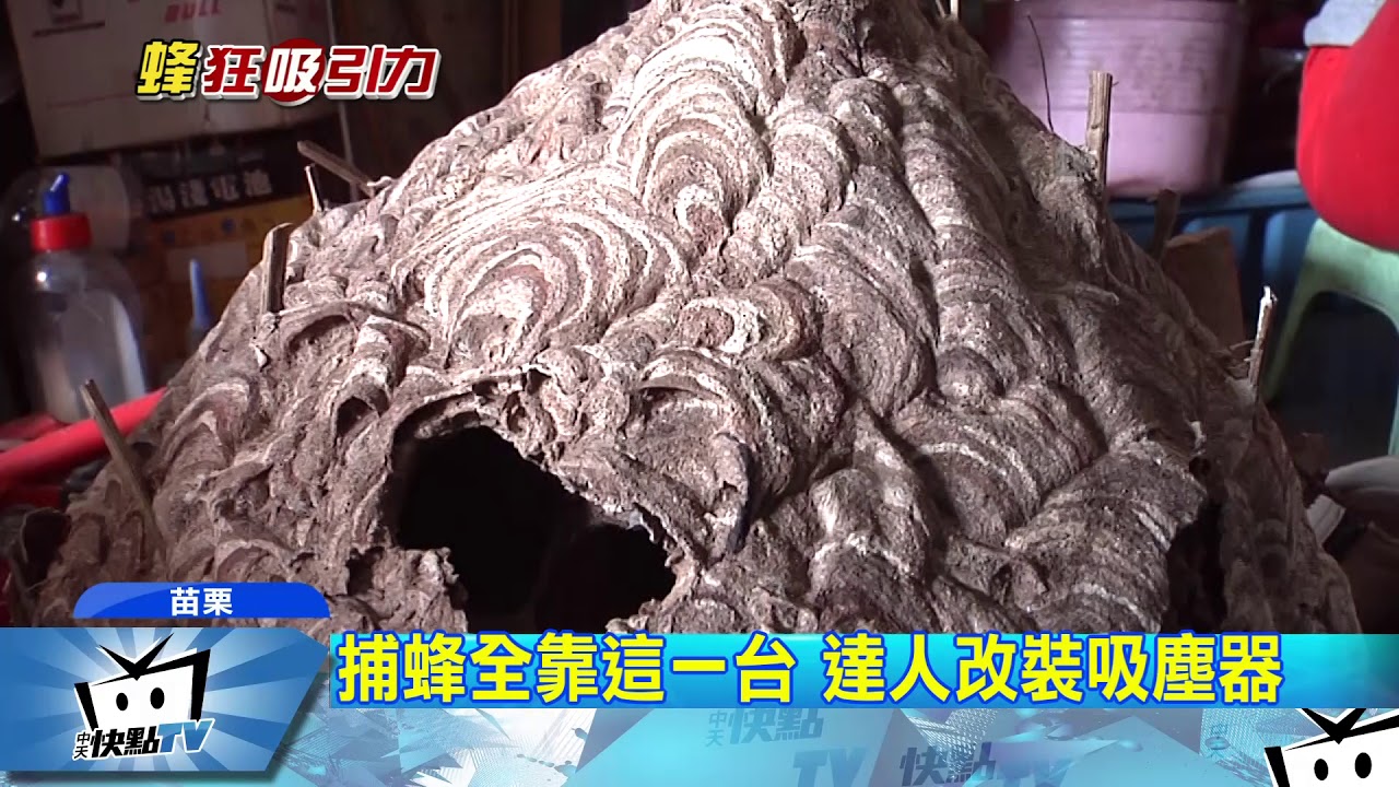 20171027中天新聞　吸塵器抓蜜蜂　捕蜂達人新利器