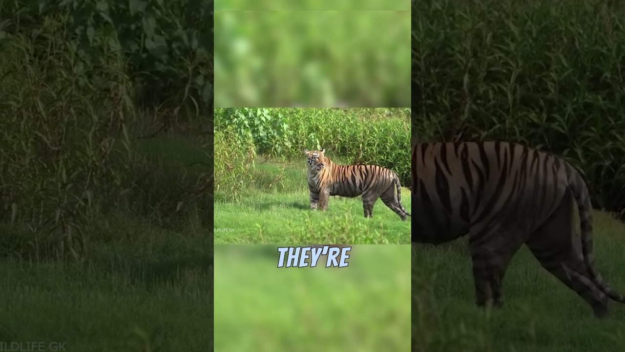 Tiger giving Birth