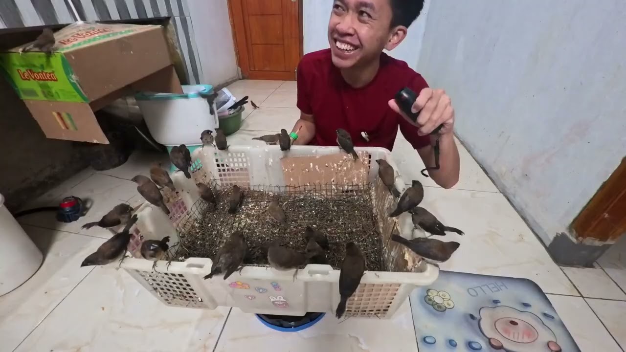JADI SEPERTI INI CARA MELOLOH RATUSAN ANAK BURUNG EMPRIT