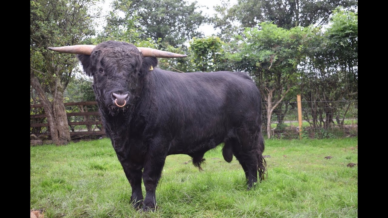 Picking up the New Highland Bull... I Also Crashed My Drone