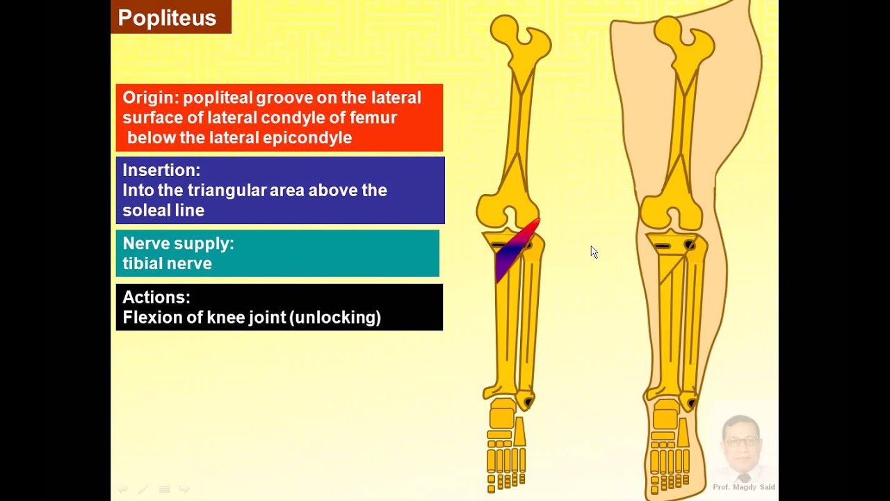 Magdy Said anatomy series,lower limb,popliteal fossa,popliteal artery v1