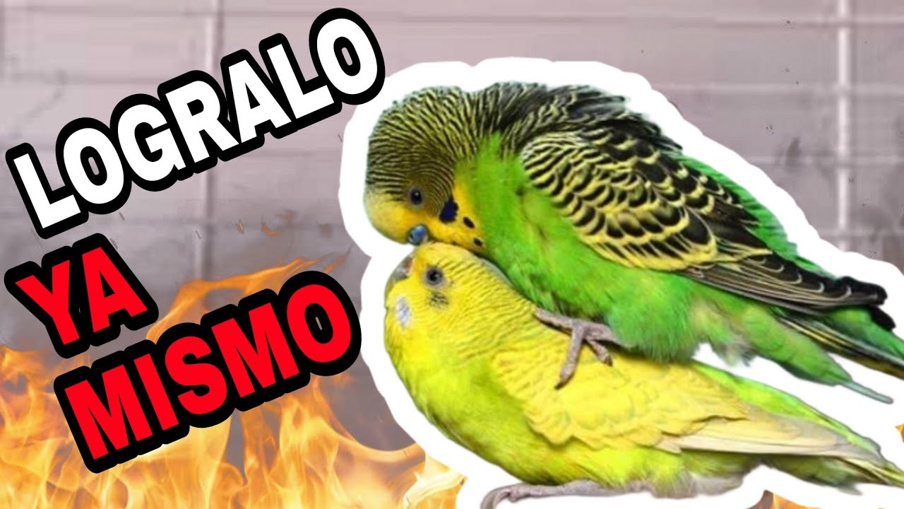 LOGRA REPRODUCIR A TUS PERIQUITOS CON ESTE AUDIO | NINGÚN PERIQUITO SE RESISTE A ESTE AUDIO