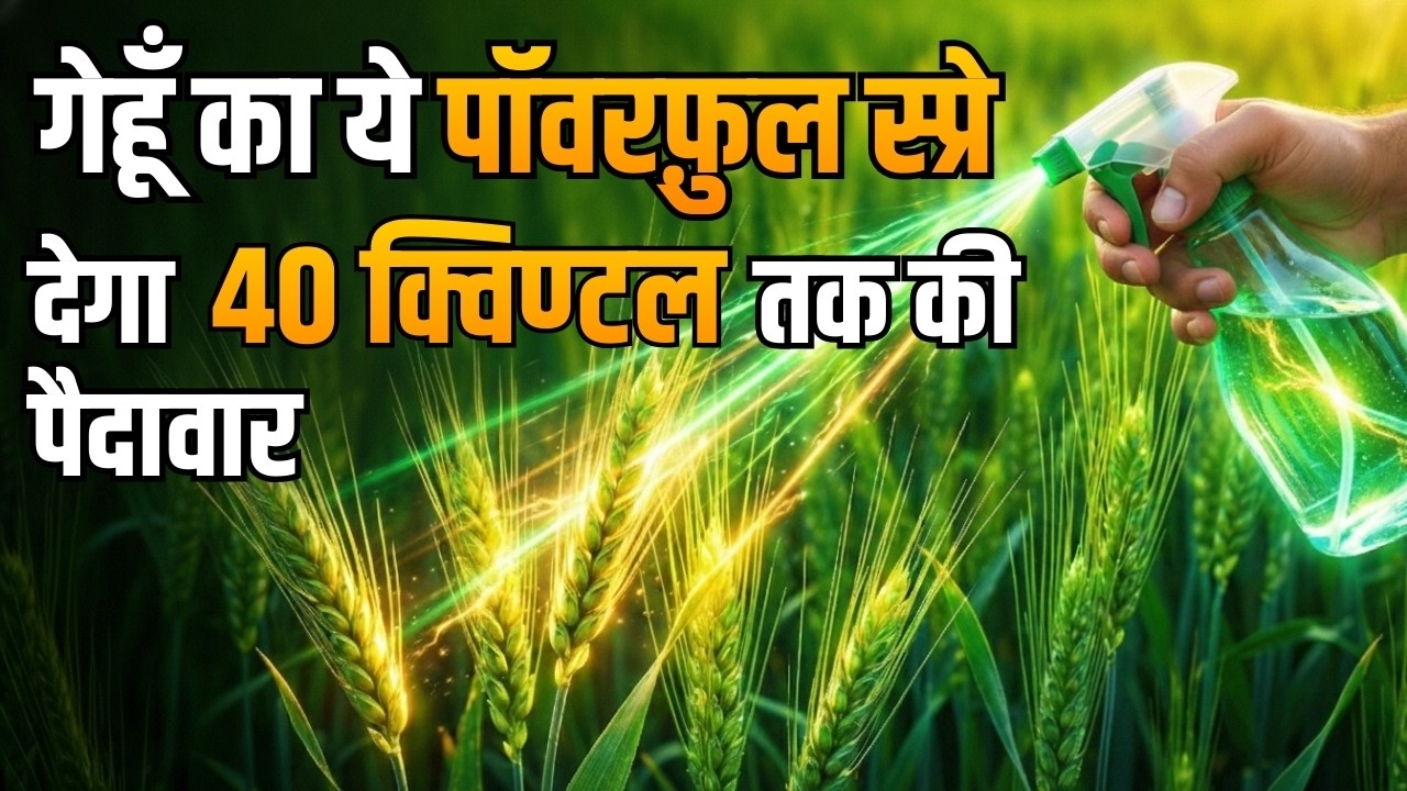 गेहूँ में बालियाँ आते ही कर दी ये 3 गलती तो भारी नुकसान! ये स्प्रे देगा 40 क्विंटल तक पैदावार
