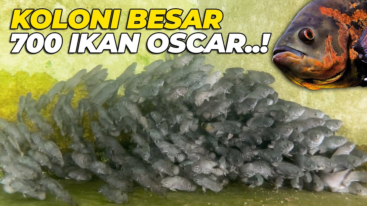 700 EKOR ANAKAN OSCAR MAKIN BESARRR..!!