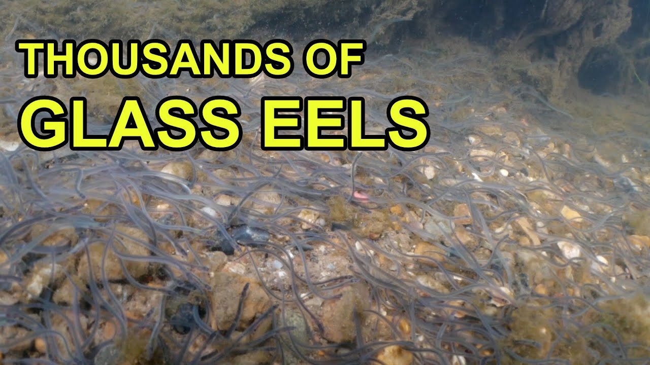 Thousands of Glass Eels in UK River (Elvers)