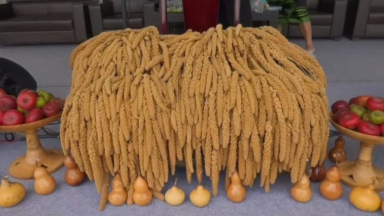 Kezoma Village Celebrates 1st Millet Festival (Chünyi) | Zakie Ground | 30th August 2025