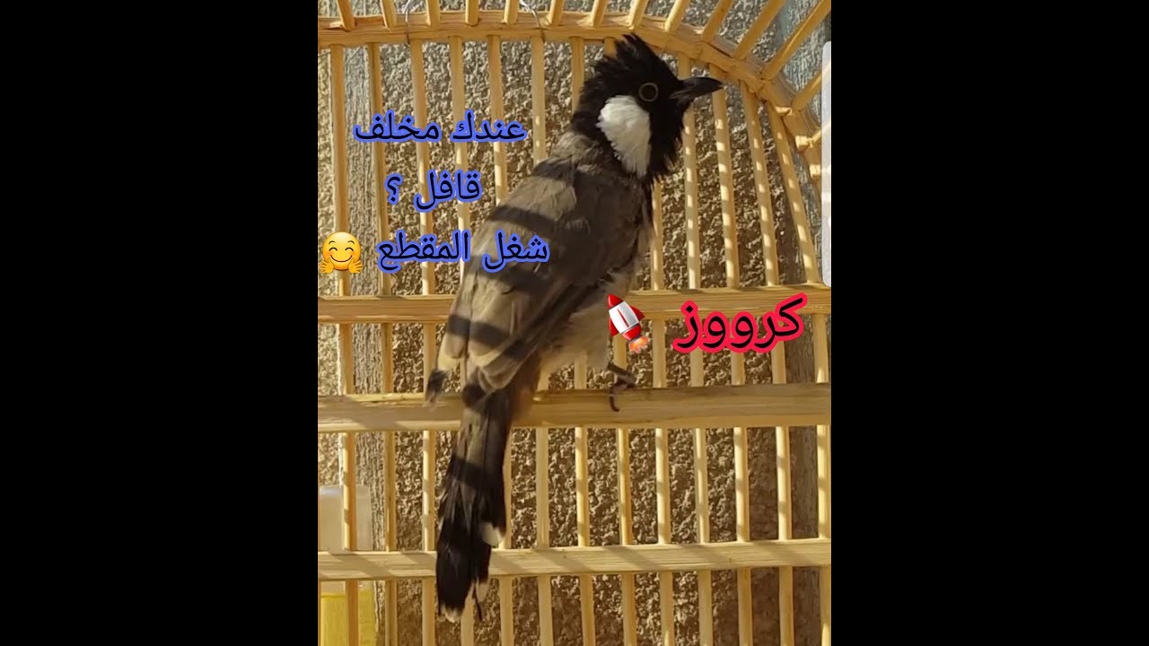 مخلف علوازي وحشي الملقب كروز 🚀🚀🚀 اله شهر بلقفص ### للعرض فقط فقط