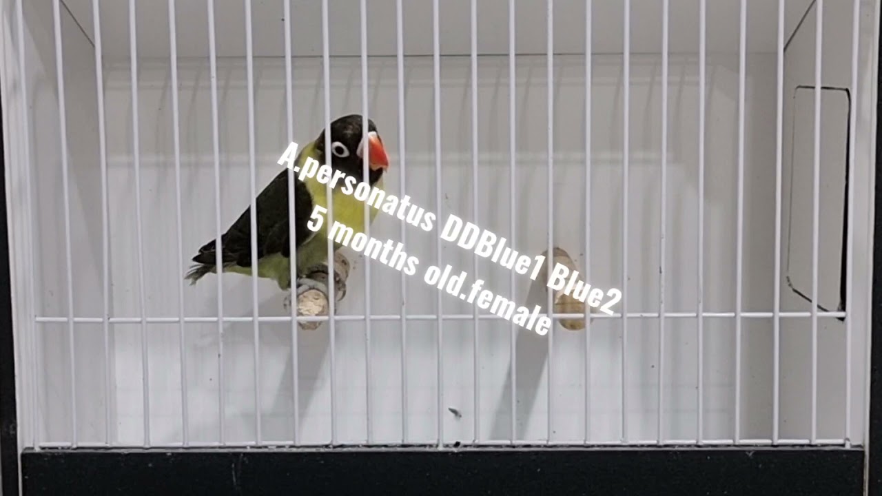 Agapornis personatus DDBlue1Blue2