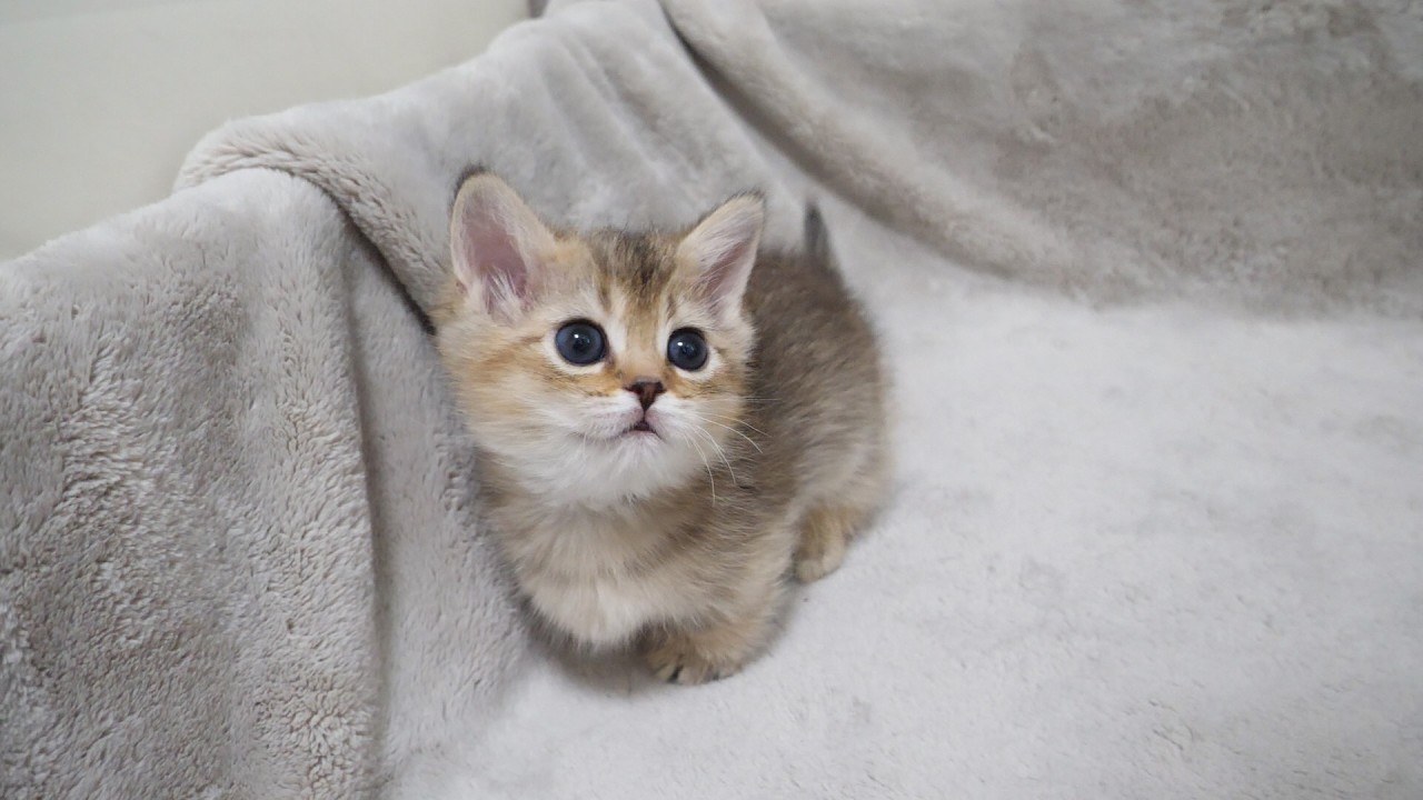 Cute kitten who can't go out easily because her owner disturbs her...