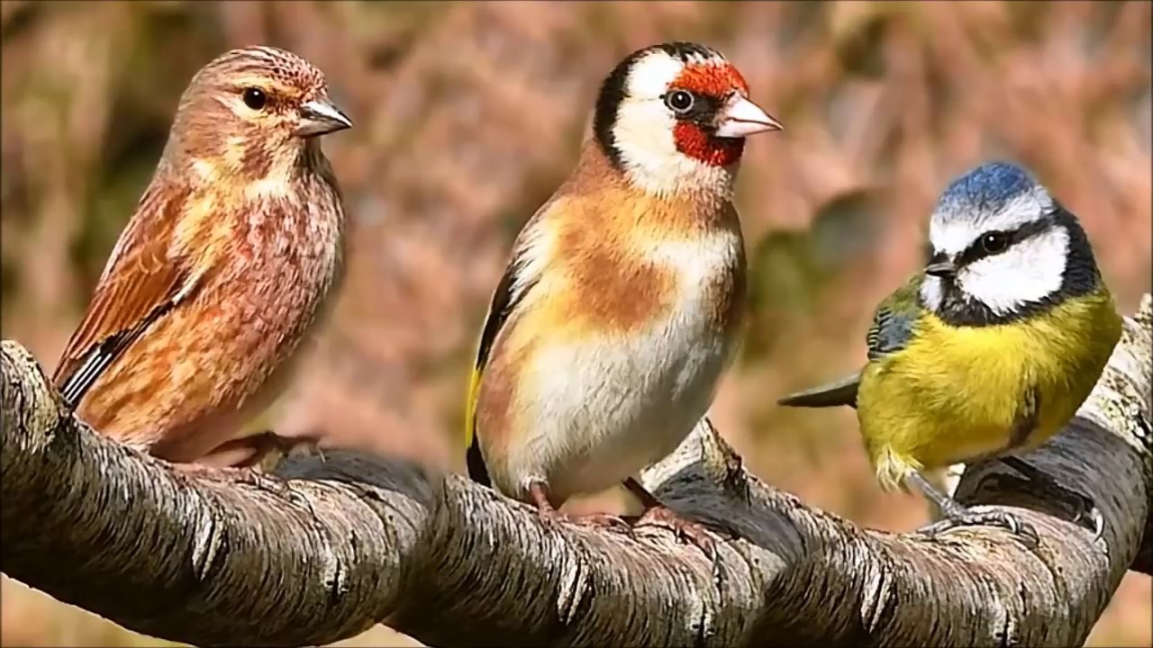 طيور الجزيرة العربية المغردة   اجمل الاصوات العذبة Birds sing