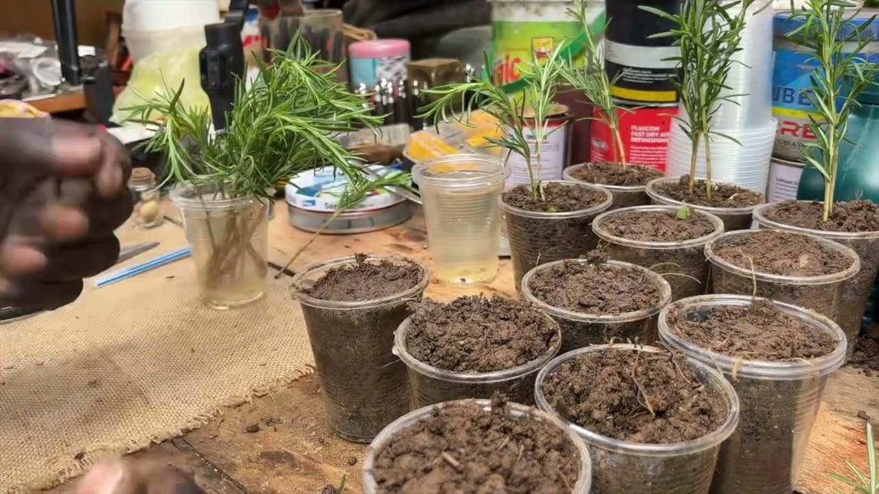 Growing Rosemary from Cutting Step by Step.