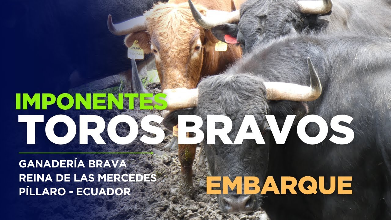 Embarque de imponentes toros bravos de la ganadería brava Reina de las Mercedes de Píllaro