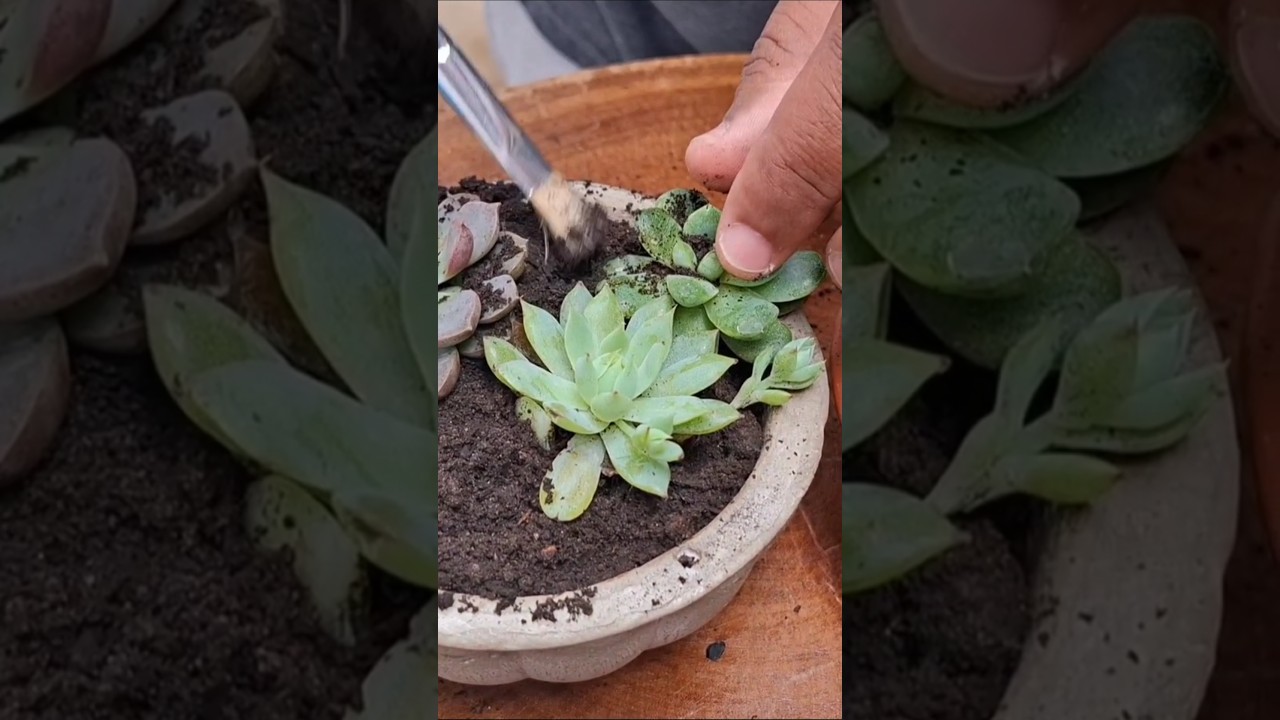 #minijardim #shorts #plantas