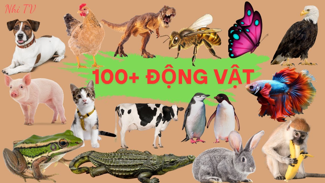 100+ ĐỘNG VẬT (Con Vật Nu&ocirc;i - Động Vật Rừng, Biển - Lo&agrave;i Chim- B&ograve; S&aacute;t, Lưỡng Cư - C&ocirc;n Tr&ugrave;ng)| Nhi TV