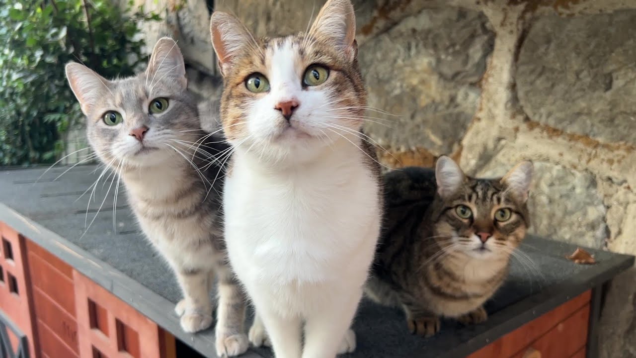 Furry Food Thieves: The Backyard Gang !!
