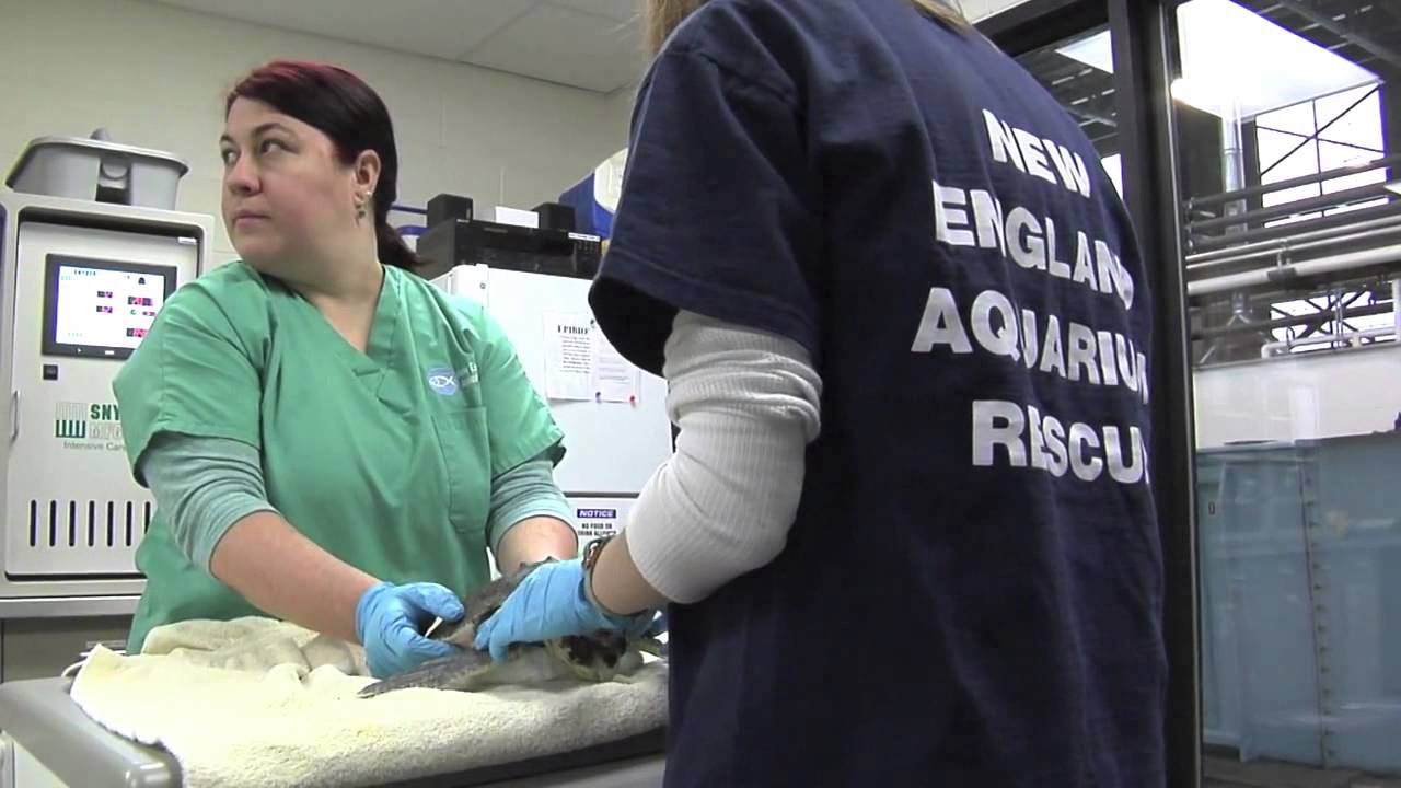 Rescuing Endangered Sea Turtles