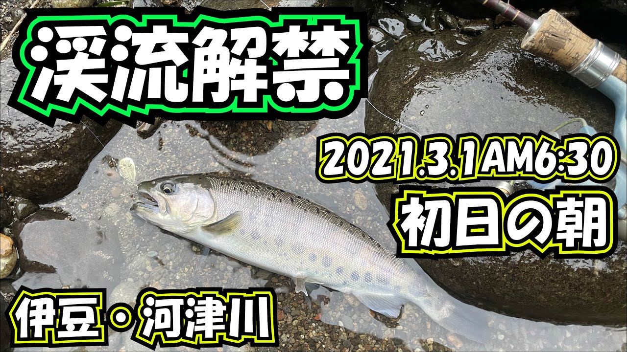 [渓流釣り解禁] 河津川 2021.3.1 解禁日 朝 アマゴ 釣果 釣りブログ 伊豆 河津 ルアーフィッシング 釣行