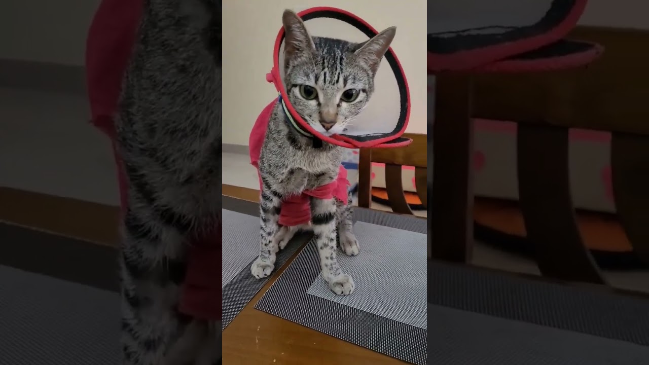 1509- Lily's struggle with cone and clothes #thoughtsforliving #lily #surgery #shorts #catshorts