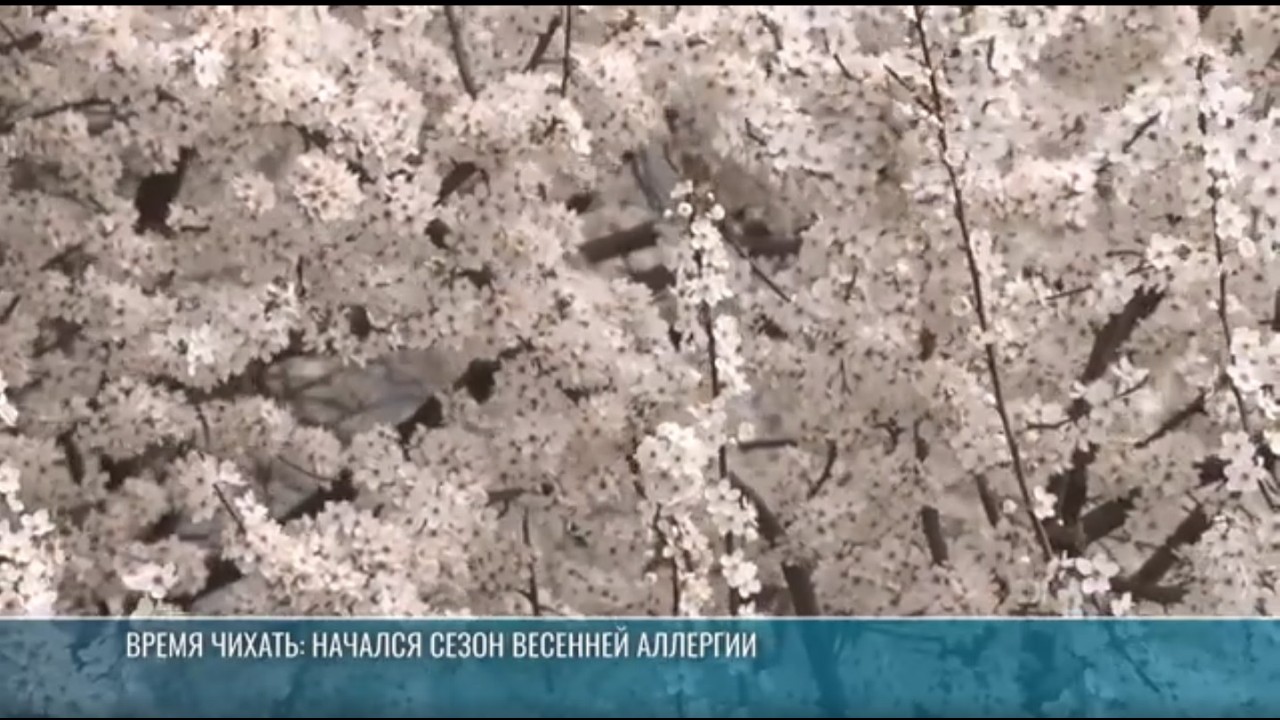 В Приднестровье начали цвести орешники и ольха: как готовиться к сезону аллергии