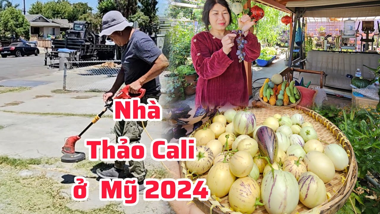 Đi Việt Nam về toàn cảnh vườn nhà Thảo như rừng: táo tàu sung vàng nho đỏ chín trĩu cành