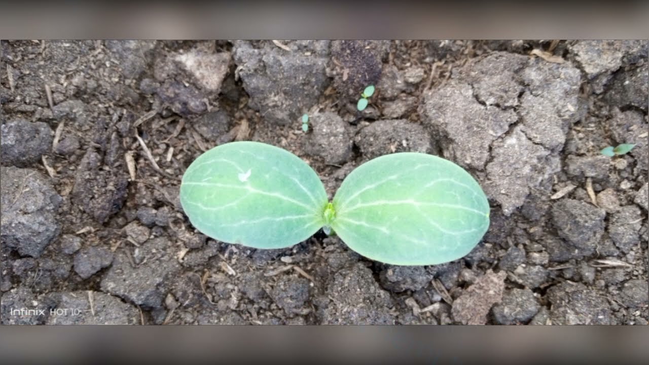 MBINU YA KUPATA MATIKITI MAKUBWA