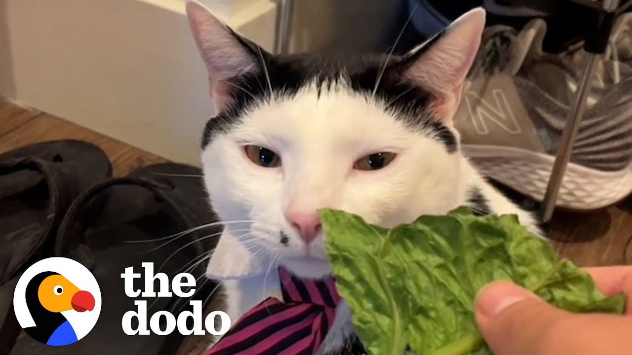 Кошка с самой драматичной реакцией на любой запах | The Dodo Cat Crazy