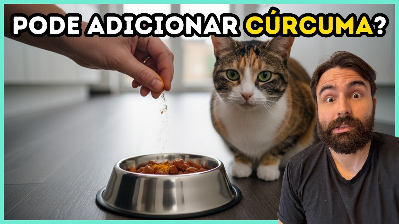 Posso adicionar cúrcuma na alimentação do meu gato?