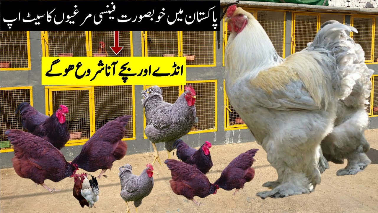 Pakistan Biggest Fancy Hens Setup | Plymouth Rock, Lavender Barhama , RIR Hens & Ayam cemami 