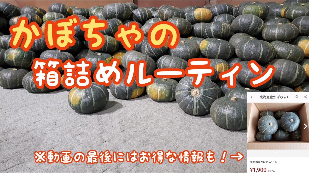 転がるかぼちゃは凶器！～かぼちゃの箱詰めルーティン～【田舎生活のVlog】#50