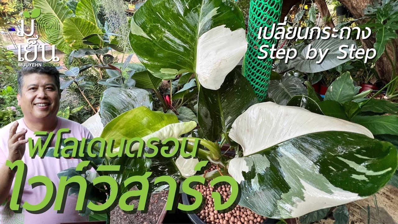 ฟิโลเดนดรอนไวท์วิสาร์จ Philodendron ‘White Wizard’ ไม้ด่างที่ควรมีไว้ในครอบครอง