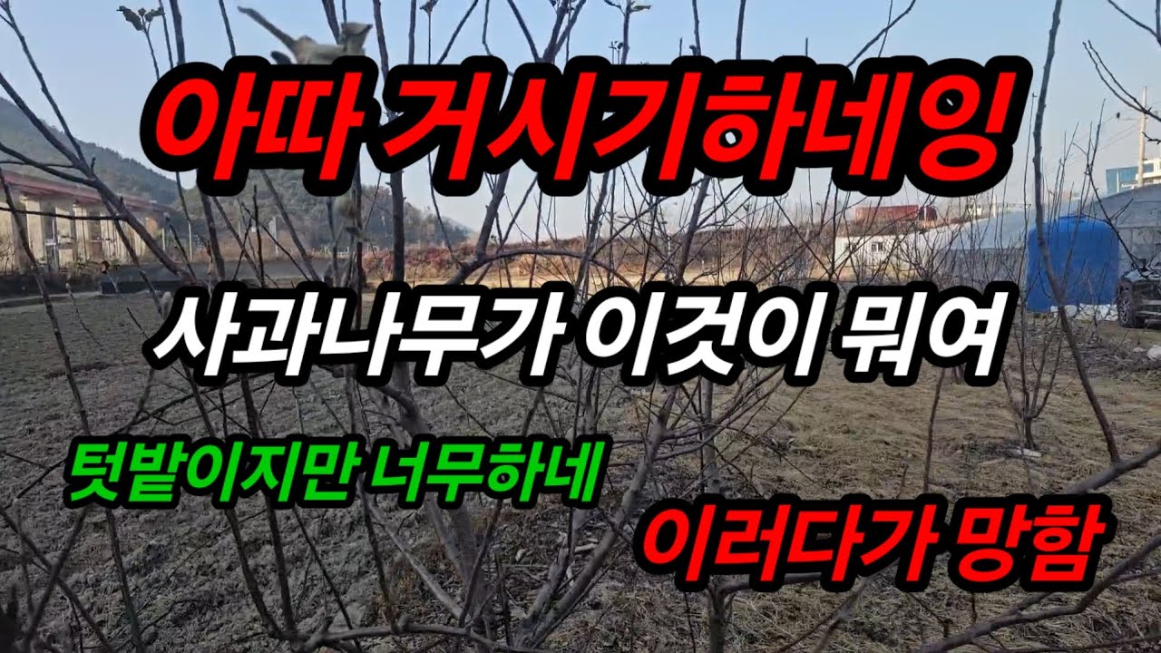 관리안된 초보자 사과농장 텃밭#전지 #전정#버럭도시농부 #구독부탁합니다 
