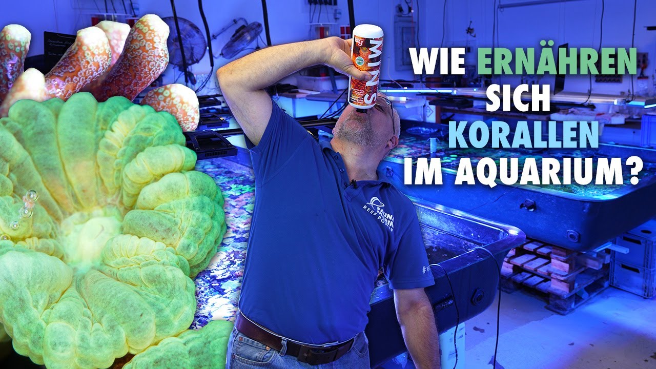 SO fütterst du deine KORALLEN richtig!