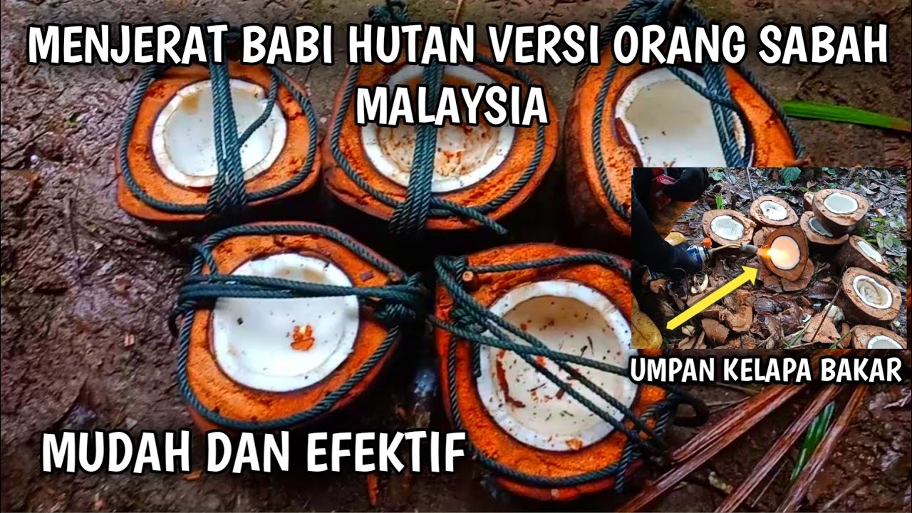 Cara menjerat babi hutan versi orang malaysia