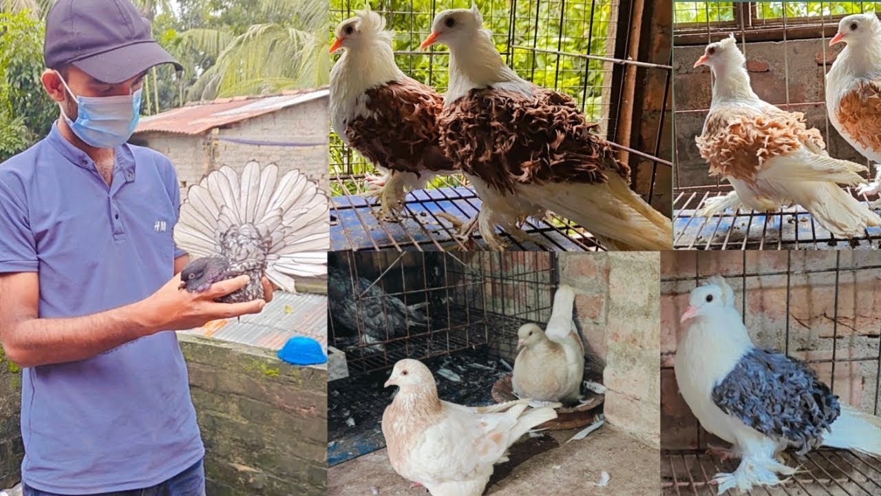 মিলি বার মুন্ডিয়ান ডিম দিয়েছে।