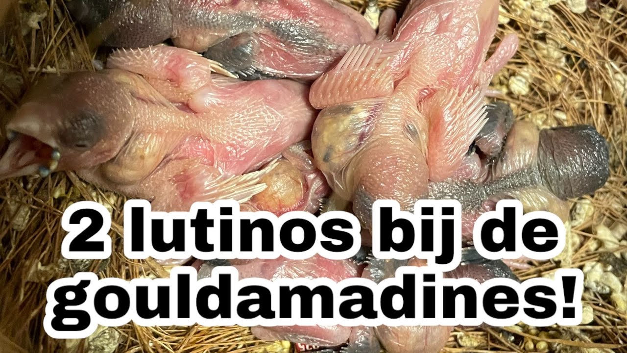 2 LUTINOS Bij de gouldamadines!