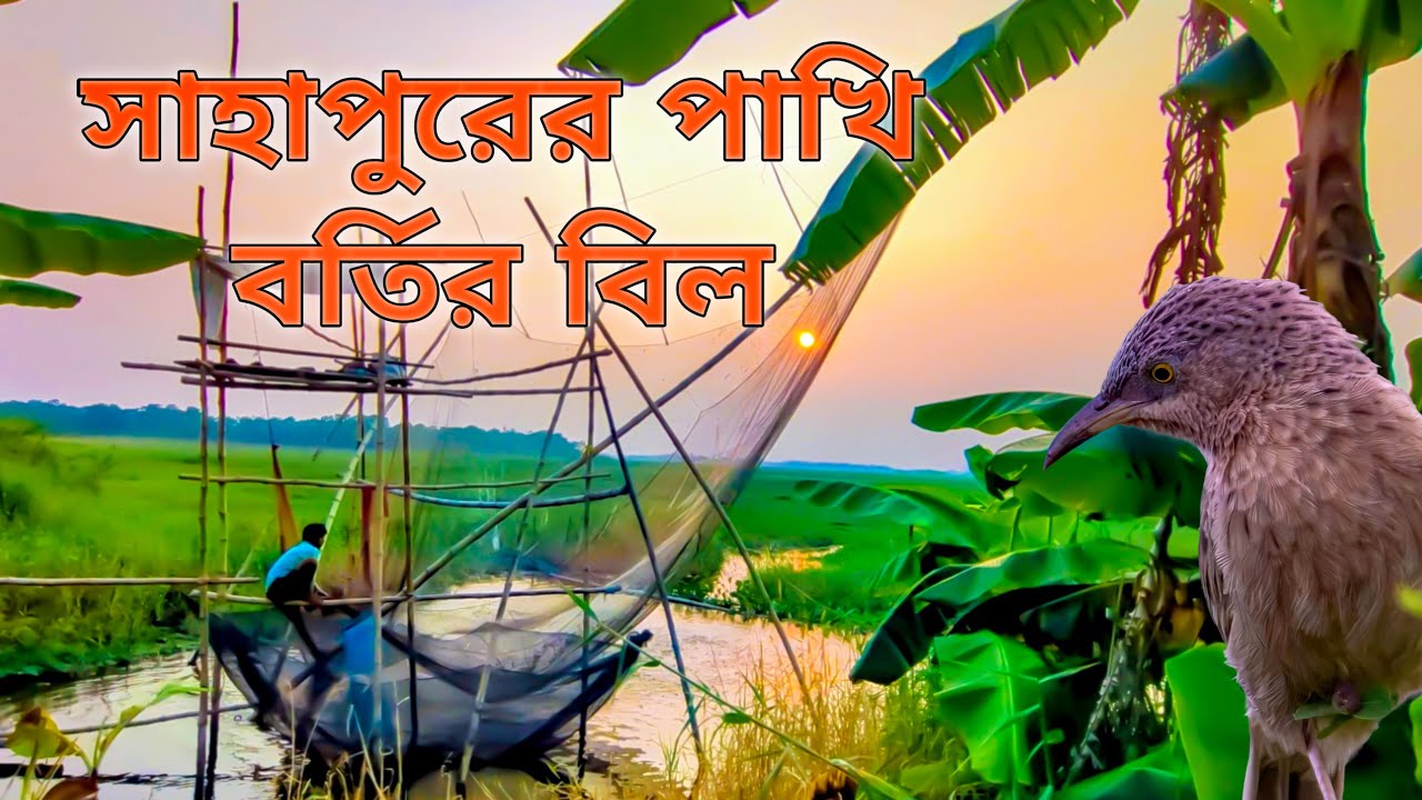 Exploring Sahapur | The Hidden Bird Paradise of Bortir Bill